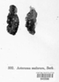 Asteroma mali image